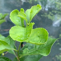 Celastrus scandens 
